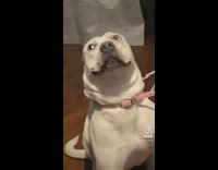 Guilty dog asked about broken toy 