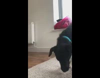 Pet dog lie down carpet scratch back