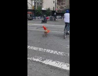 Dog crosses street with traffic cone 