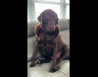 Collab DogIG - Woman ask dog for month rent portion