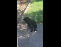 Puppy first time seeing sprinkler