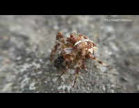 Brown spider holds eats black fly macro 