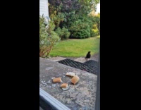 Blackbird approaches window and grabs bread piece