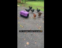 Released rooster immediately chase hens on yard