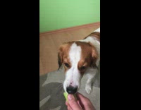 Brown white dog eat cucumber green wall