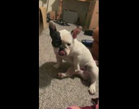 French bulldog touches penis