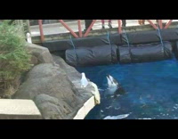 Dolphin teases a seagull with fish