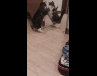 Cat stare hit mirror fight own reflection