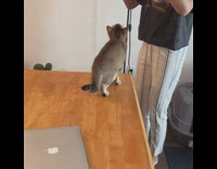 Kitten knows various tricks like sit and high five