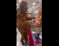 Person wearing orangutan costume scares dog 