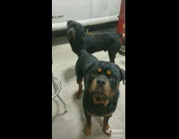 Collab BitchMP - Guy tells his dog story