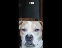 Brown white pit bull dog chain collar 