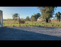 Guy says hello to cow on backyard