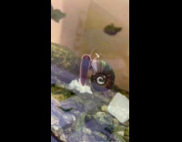 Mouth of snail eat algae on aquarium