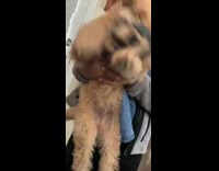 Brown dog blue scrunchie around face nose