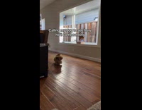 Dog runs over to owner when called