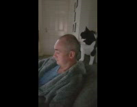 Man bald head pet cat lick couch