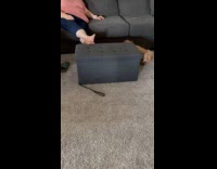 Brown dog chase leash around ottoman chair