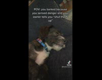 POV sad dog when told to shut up