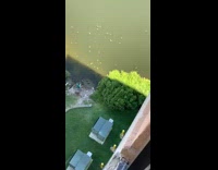 Green shirt guy crowd of turtles pt 3