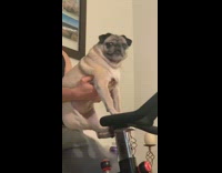 Guy holds pug dog exercises stationary bicycle 