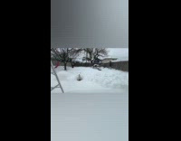 Couple makes snow maze for the dogs