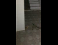 Collab DailyDoseOfInternet - Skinny cat jumps off ladder 