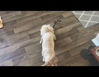 Small white dog sits on top of cat wood floors walks away