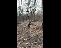 Dog tries getting vine hanging from tree