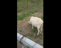 Collab BitchIG2 - Puppy laying down watches goats eat