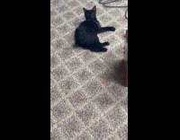 Cat gets hyper when called by owner