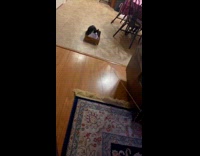 Collab Clips MPUGC - Dog pulls thread on cats makeshift sled 