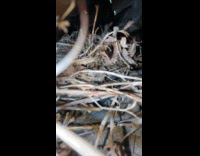 Mechanic found nest with eggs under car