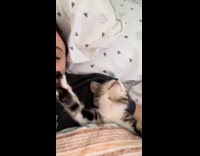 Cat stretch cuddling with owner