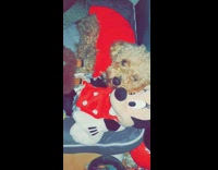 Dog cuddles with Minnie Mouse toy