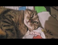 Woman whisper wake up asleep cat chair