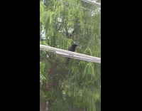 Black bird on wire imitate cat sounds