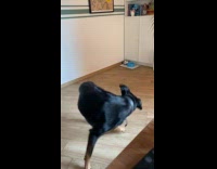 Black dog spins around to bite tail