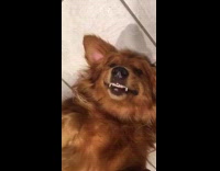 brown dog laying down on ground waiting for belly rub 