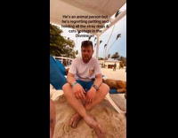 Stray dogs lie down on the sunbed