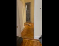 Orange cat lay on back wooden floor