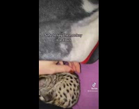 Collab BitchMP - Jealous monkey pulls baby cat
