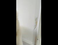 Collab KaleSaladIG - White dog sits proudly besides its wall scratches