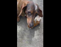 Dog growls at woman who takes bone