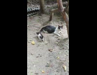 Kitten plays with tail black white cat