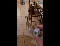 Man plays fetch with his pet cat 