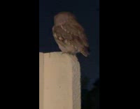 Collab Clips MPUGC2 - Owl turning head staring at submitter