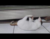 Kittens Play Indoors on Floor with One Another