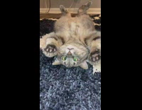 Cat lay on rug arms stretch look funny