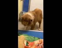 Dog I love to smile wants to be pet scratched